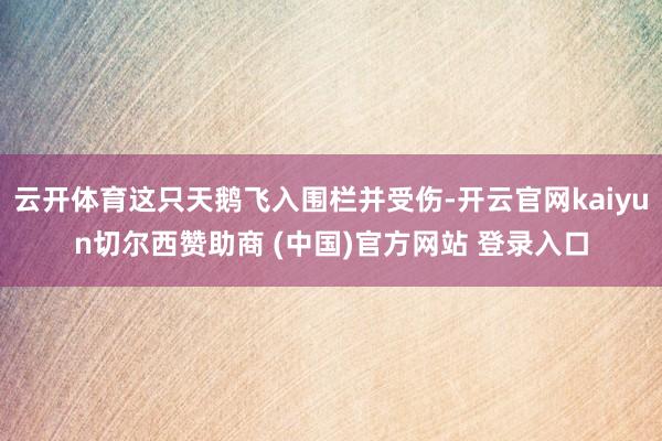 云开体育这只天鹅飞入围栏并受伤-开云官网kaiyun切尔西赞助商 (中国)官方网站 登录入口